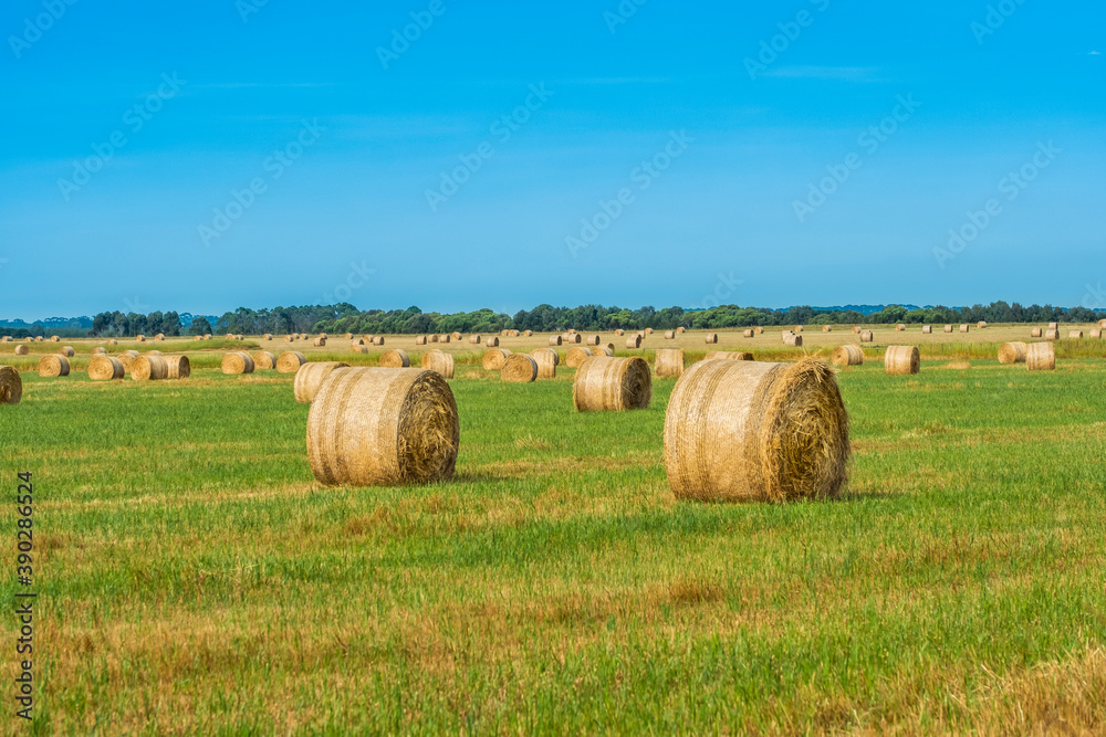 Bales of hay on a farm paddock