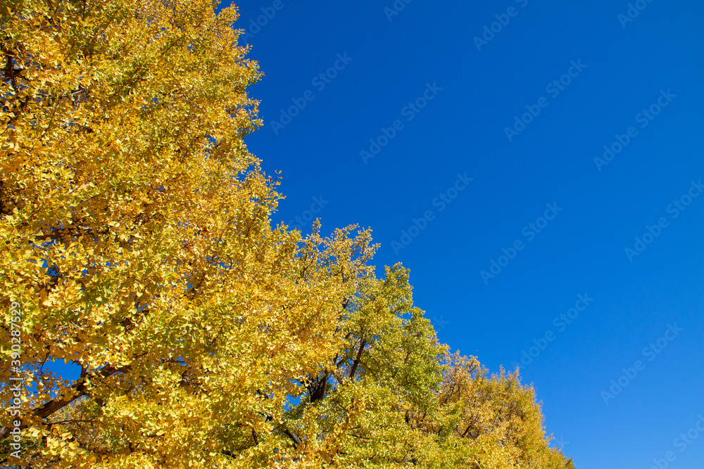 Fototapeta premium The leaves of the trees turn yellow in Autumn