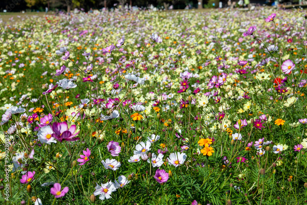 Cosmos flower garden on a fine autumn day Cosmos flower garden on a fine autumn day