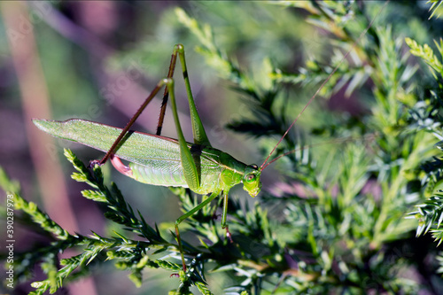 Macro pterophylla camellifolia common true katydid on green bush photo