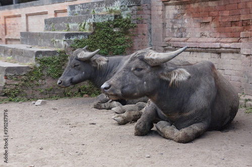 Asian buffalo