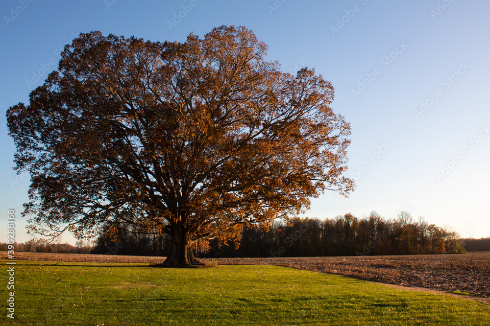 Fototapeta premium Old tree lit by evening sun