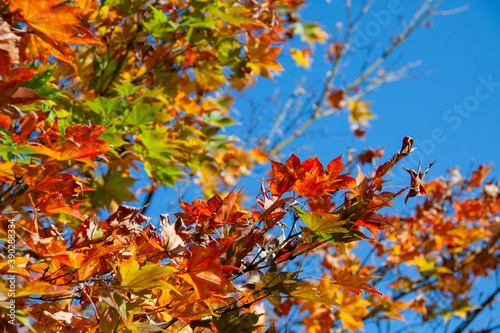 Maple Autumn Leaves under the Blue Sky