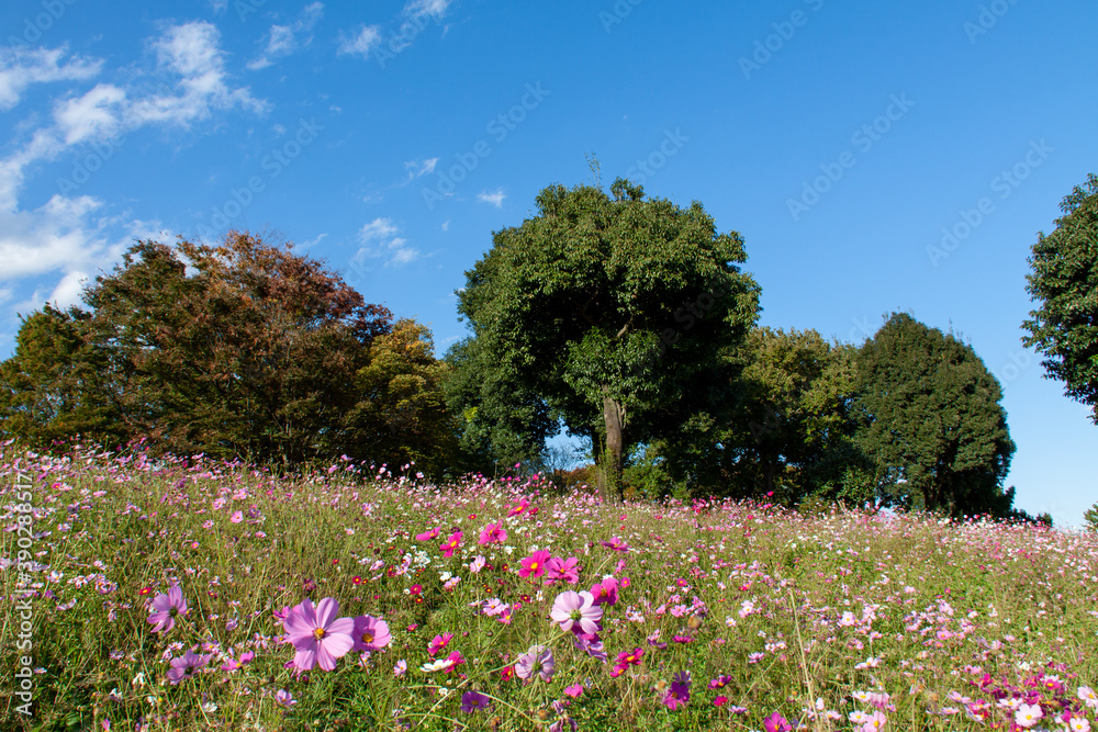 Cosmos Flower Hill against the Autumn Blue Sky Cosmos Flower Hill against the Autumn Blue Sky