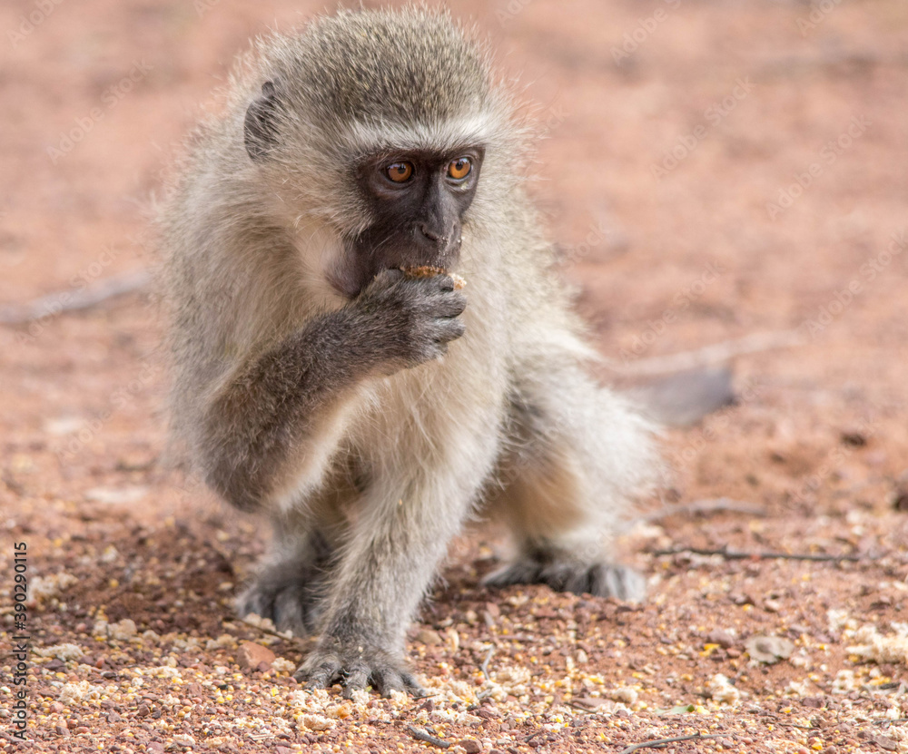 Vervet monkey activity isolated in the African wilderness