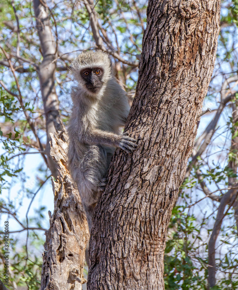 Naklejka premium Vervet monkey activity isolated in the African wilderness