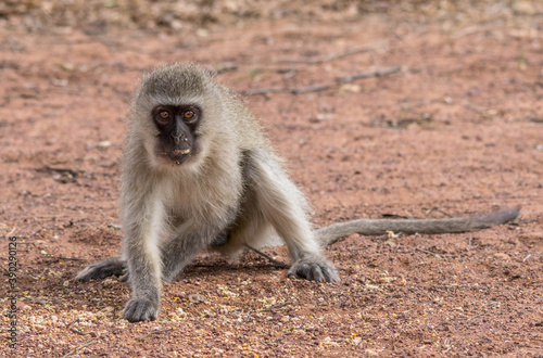 Vervet monkey activity isolated in the African wilderness