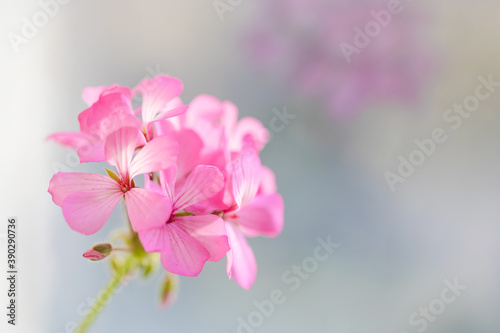 Blooming pink geranium flower on a blurred background. Macro photography. Natural flower background.