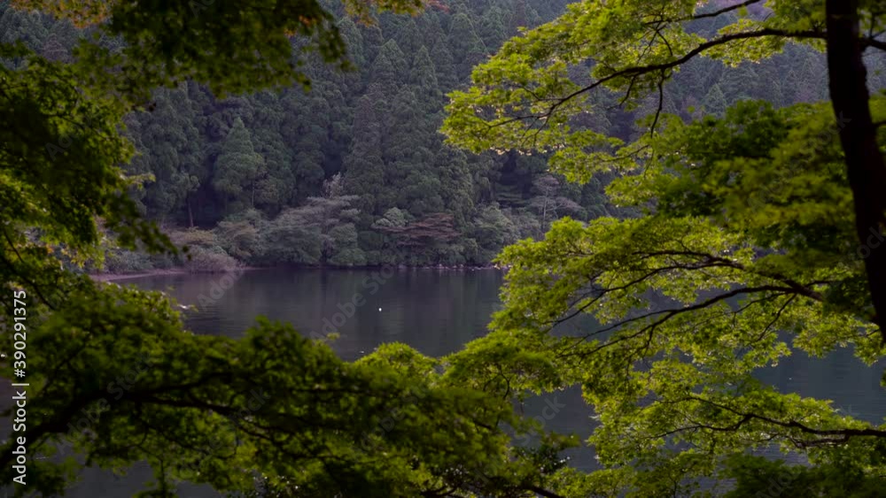 Beautiful framing of trees looking out to lake in pristine nature setting Beautiful framing of trees looking out to lake in pristine nature setting