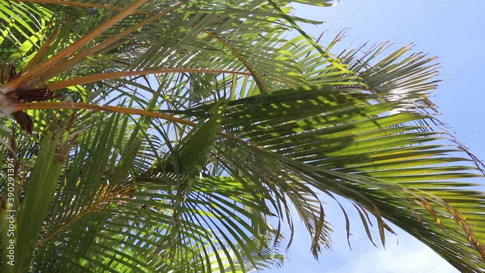 Close Up Green Leaves Of Palm Tree With Blue Sky Background On Sunny Day Close Up Green Leaves Of Palm Tree With Blue Sky Background On Sunny Day