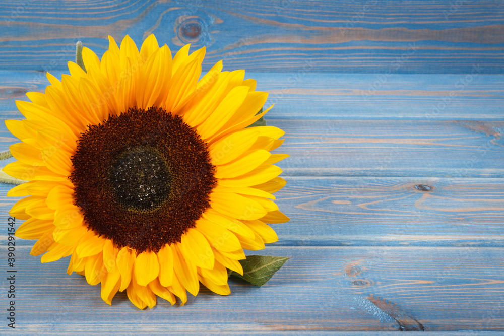Obraz premium Beautiful and vibrant sunflower. Decoration and summer time. Copy space for text on blue boards