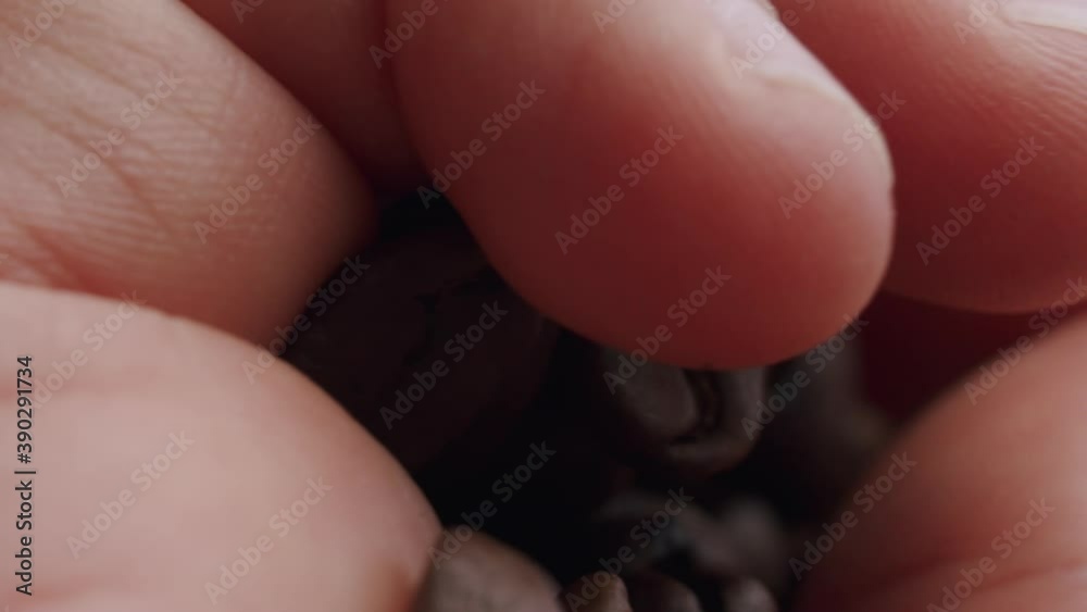 detail shot of a caucasian hand controlling the quality of a handful of roasted coffee beans. Commercial soft light from the left. detail shot of a caucasian hand controlling the quality of a handful of roasted coffee beans. Commercial soft light from the left.