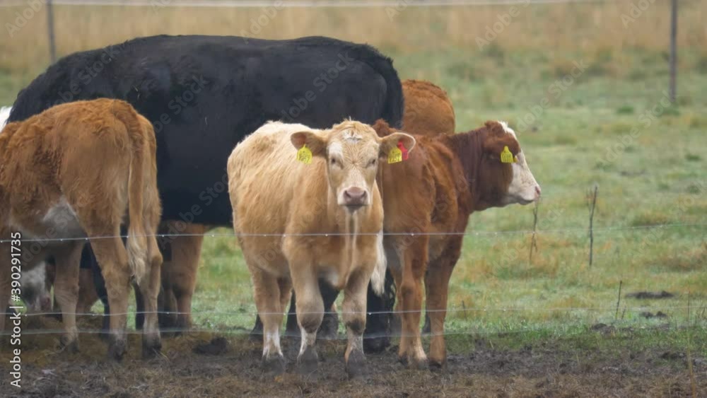 Gentle herd of cows resting in cattle farm enclosure - Wide static shot Gentle herd of cows resting in cattle farm enclosure - Wide static shot