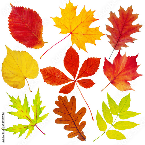 Set of autumn leaves on a white background. Maple, chestnut, ash, mountain ash, elm, oak. Isolated on white.