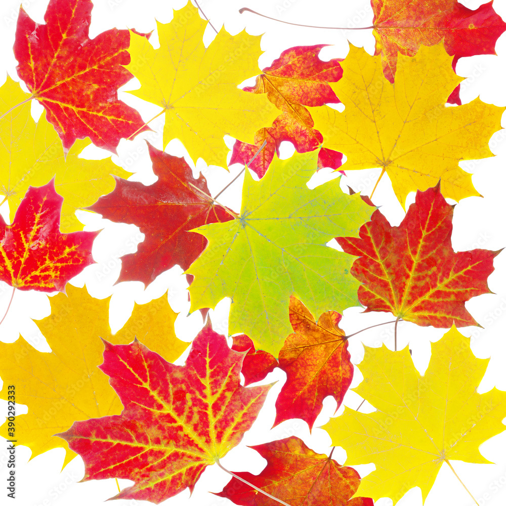 Fototapeta premium Autumn background. Yellow and red maple leaves scattered over the background.