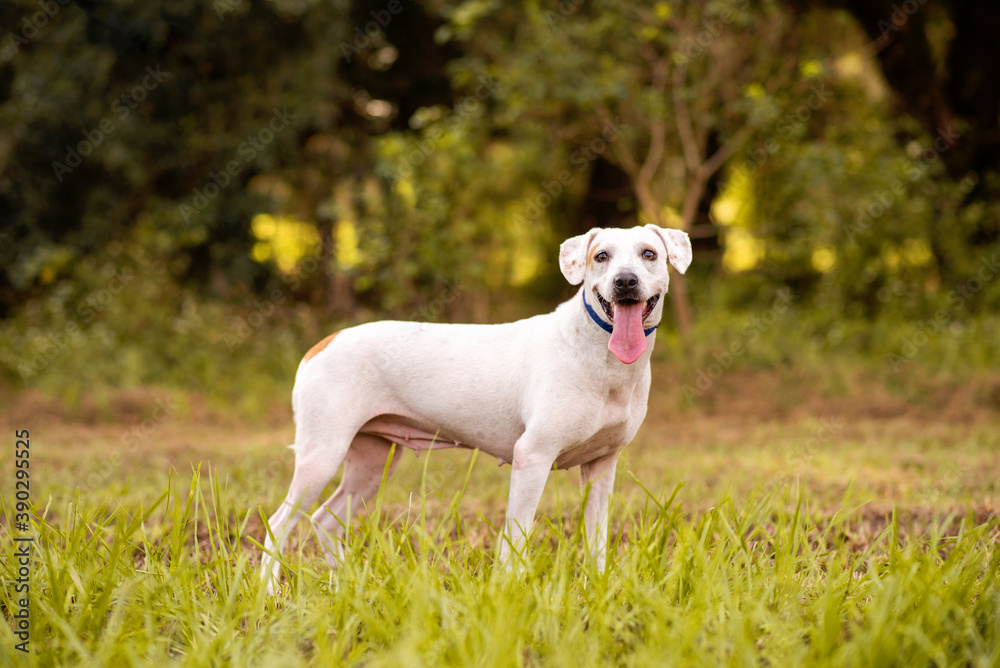 Pitbull mix dog enjoying a sunny day at the park