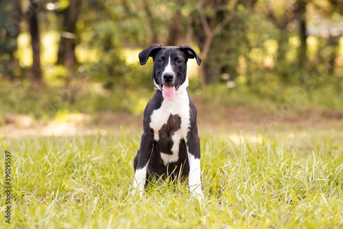 Black and white hound pit bull mix posing in green grass.