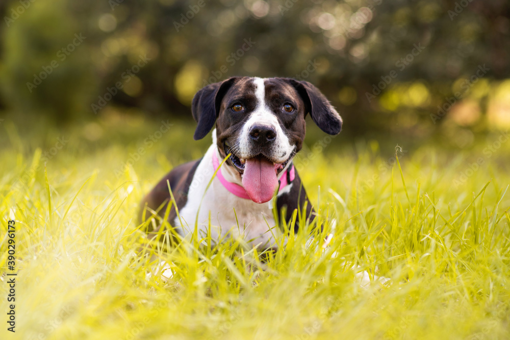 Black and white hound pit bull mix posing in green grass. Black and white hound pit bull mix posing in green grass.