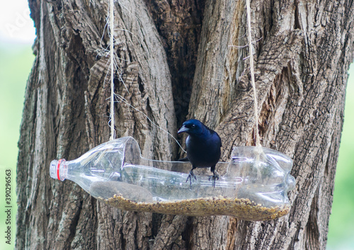 Photography feeders and drinkers for birds made with recycled plastic bottles