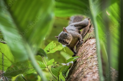 Guyane © GERARD