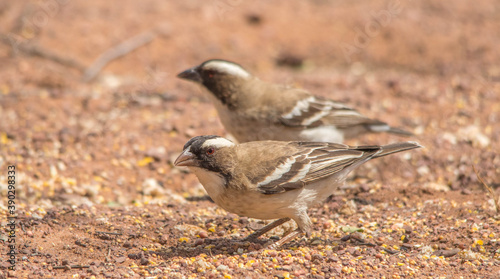A white-browed sparrow-weaver feeds on the ground in the African bush photo