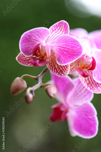 Orchid pink flowers  on a blurred bright green background.Orchid branch with beautiful flowers.Beautiful flower background.Delicate pink flowers on a green background