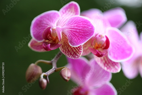 Orchid pink flowers close-up on a blurred green background.Orchid branch with beautiful flowers.Beautiful flower background.Delicate pink flowers on a green background