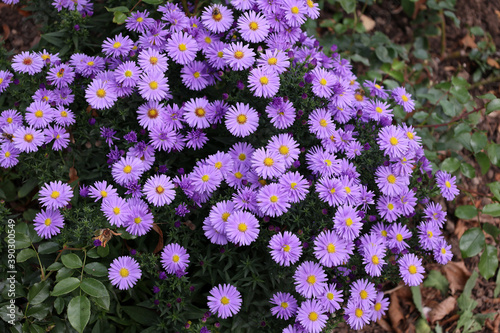 Closeup of purple aromatic Aster flowers in a field