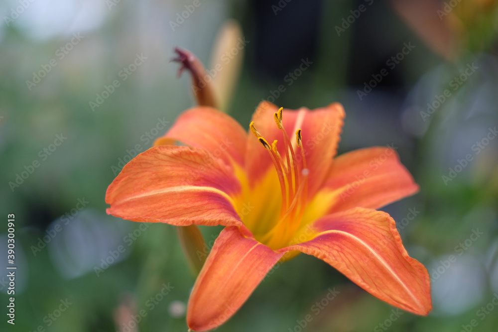 Day lily hermerocallis close up with soft green background, shallow DOF, focus on the anthers. Day lily hermerocallis close up with soft green background, shallow DOF, focus on the anthers.