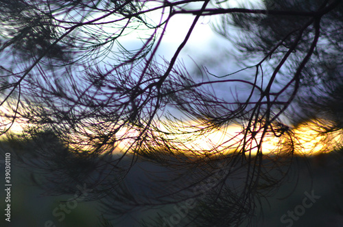 The branches of a she-oak  casuarina  are covered with fine needle-shaped leaves. Dark clouds and a forest are in the background  with a stretch of sky turned golden from the sunset.