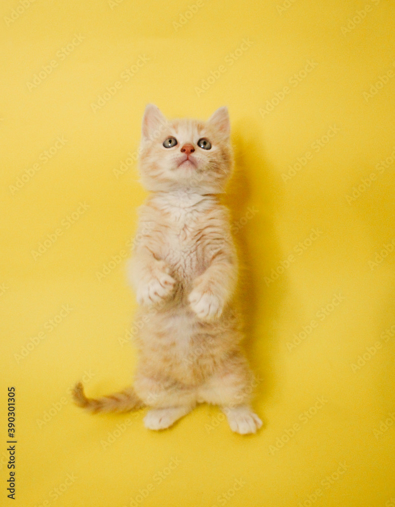 Cute Cat - Tierno Gatito