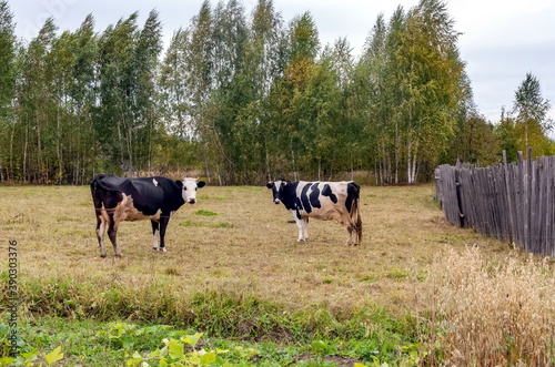 Black and white cows on a background of grass, birches and sky in summer