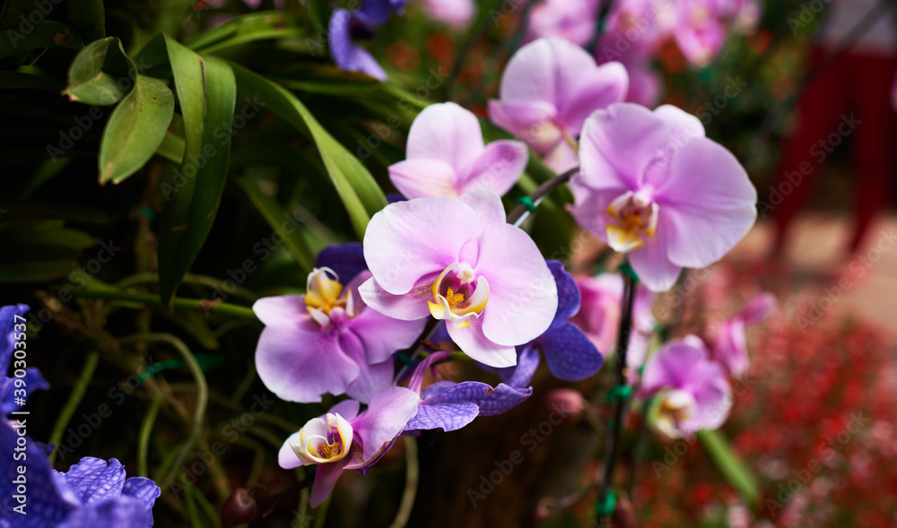 Orchid flower in garden at spring day. Beauty and agriculture idea concept design. Orchid garden. Beautiful flower garden. Orchid flower in garden at spring day. Beauty and agriculture idea concept design. Orchid garden. Beautiful flower garden.