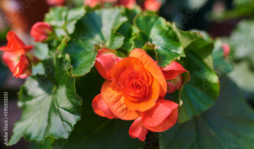 Blooming begonias in the garden. Bright pink flowers  wax begonia. Decorative plant close-up.
