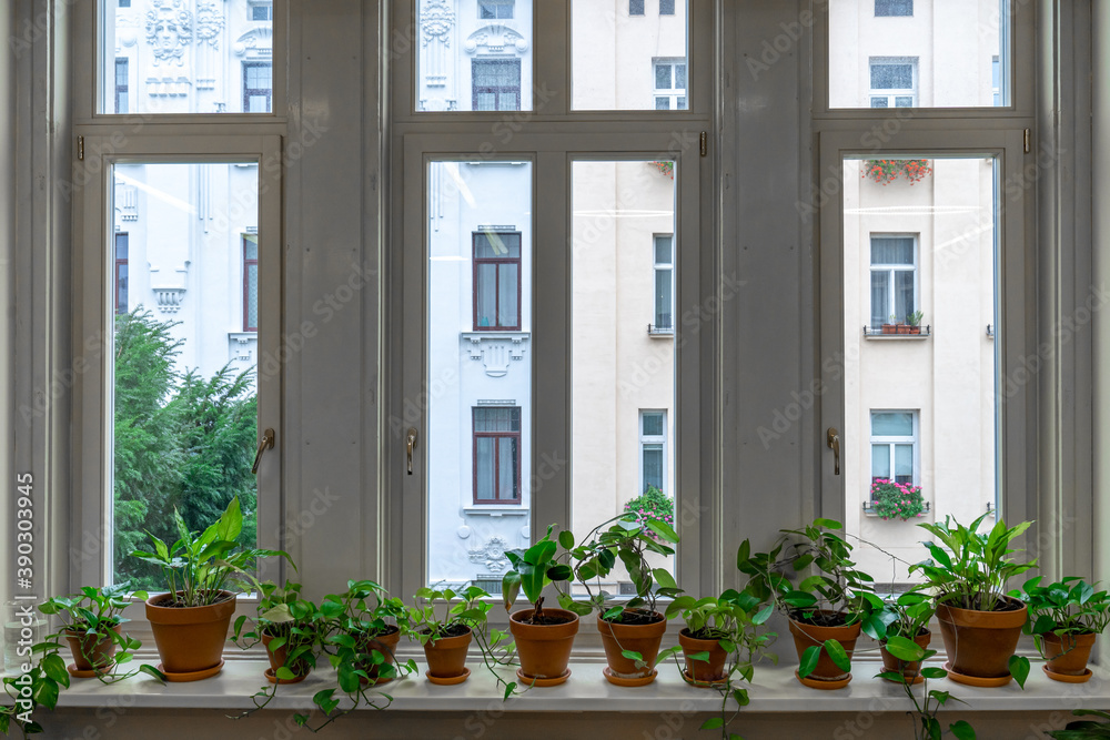 large window with interior flowers on the windowsill large window with interior flowers on the windowsill