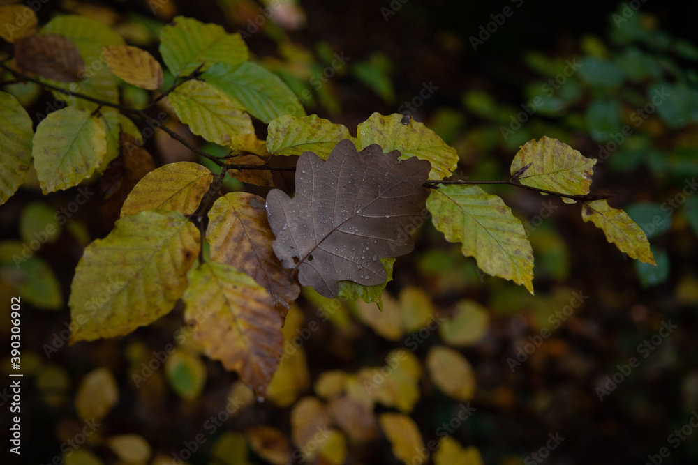 Obraz premium Couleurs d'automne 13
