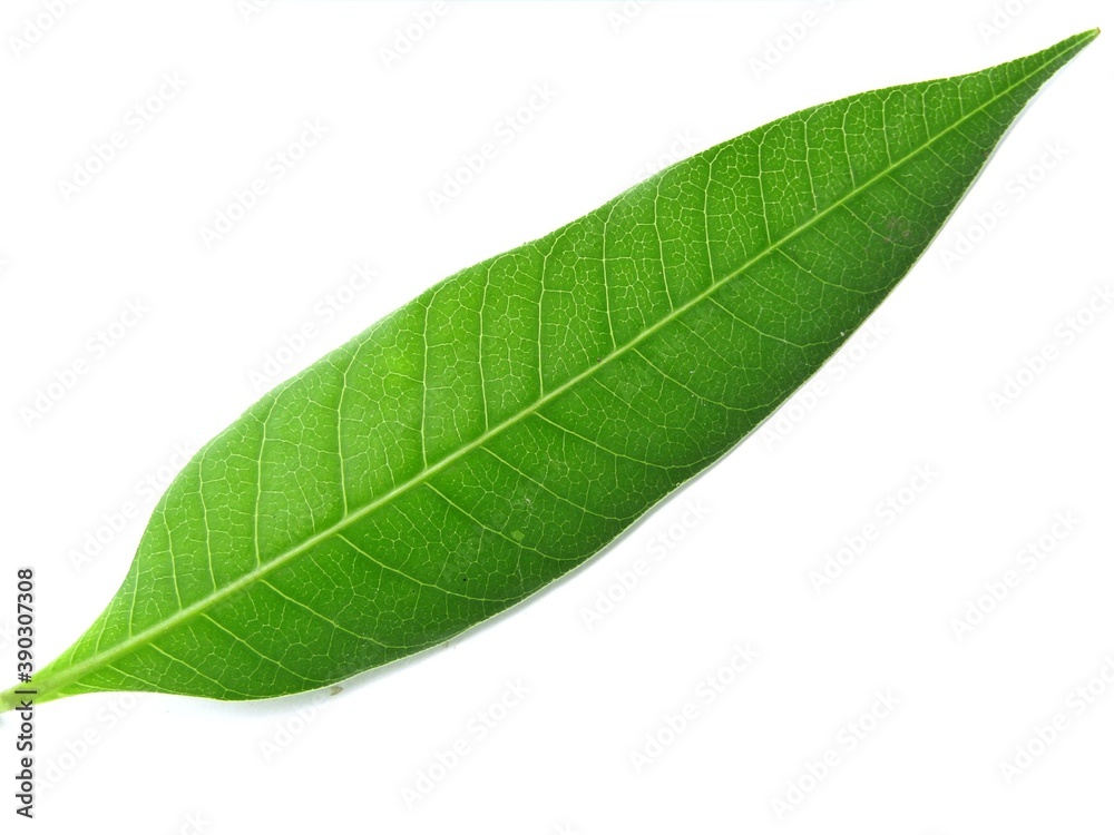 Obraz premium green leaf isolated on white