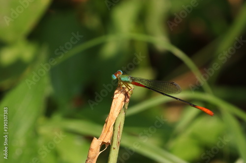 dragonfly on leaf
