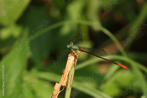 dragonfly on leaf © sruthilal