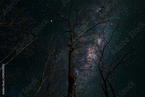 The Milky Way looms over the trees in the foreground