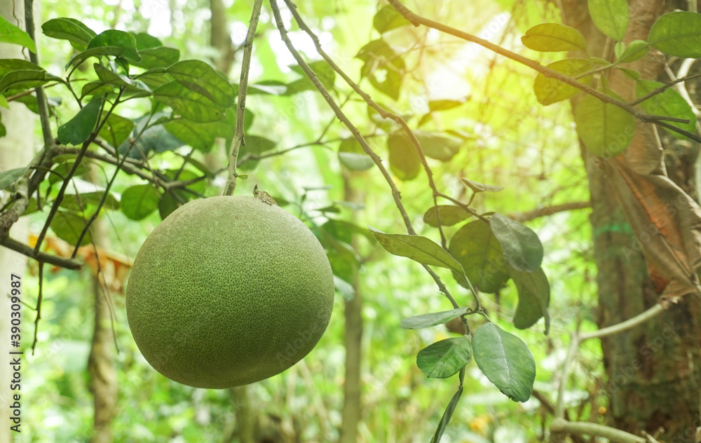 Pomelo fruit hang on the tree Pomelo fruit hang on the tree