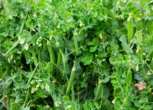 Peas plants carefully growing in the garden