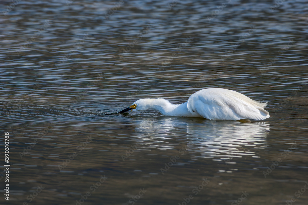 Fototapeta premium Snowy Egret (Egretta thula) in Malibu lagoon, California, USA