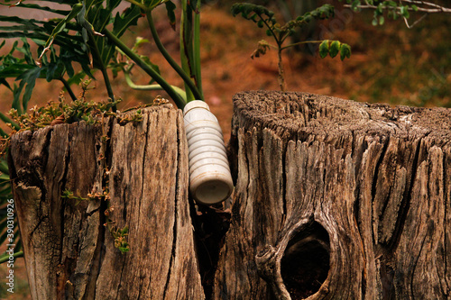 Plastic bottle between two tree trunks.