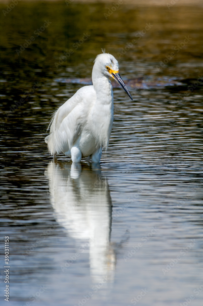 Naklejka premium Snowy Egret (Egretta thula) in Malibu lagoon, California, USA