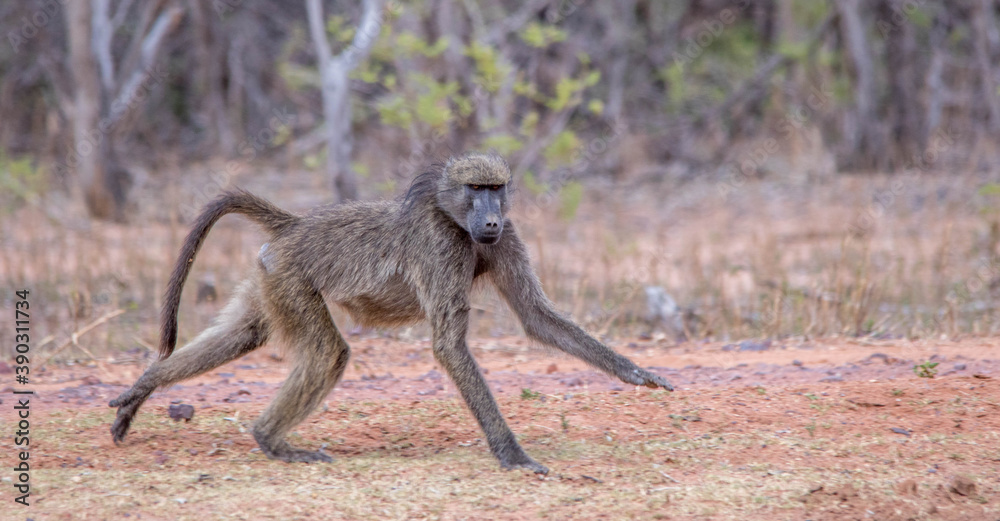 A chacma baboon hunting for food isolated in the African wilderness A chacma baboon hunting for food isolated in the African wilderness