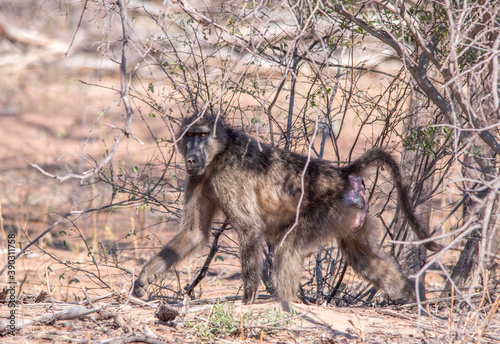 A chacma baboon hunting for food isolated in the African wilderness photo
