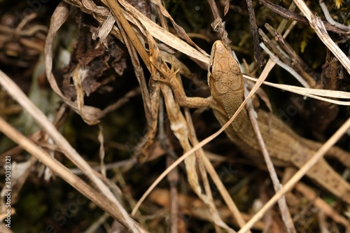 Nature Survival of Japanese Grass Lizard