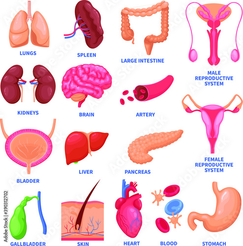 human anatomy parts lung spleen colon bladder kidneys brain blood vessels uterus liver spleen stomach gallbladder skin heart blood stomach