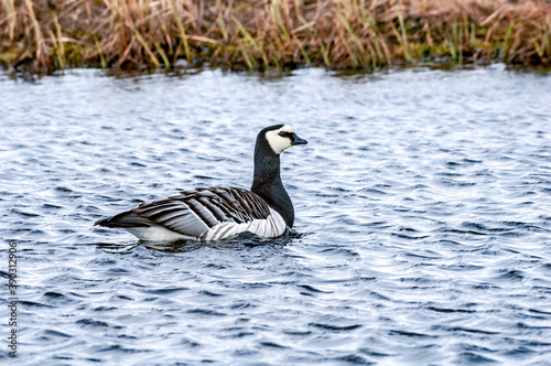 The Barnacle Goose (Branta leucopsis) in Barents Sea coastal area, Russia